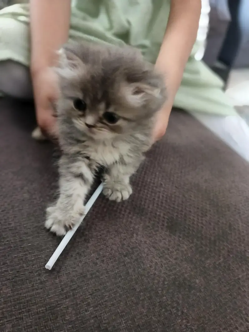 PUFF FOR SALE — FINAL PRICE Rs. 18,000 — photo 4