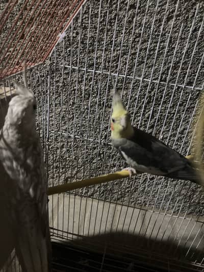 Grey male and female charcoal