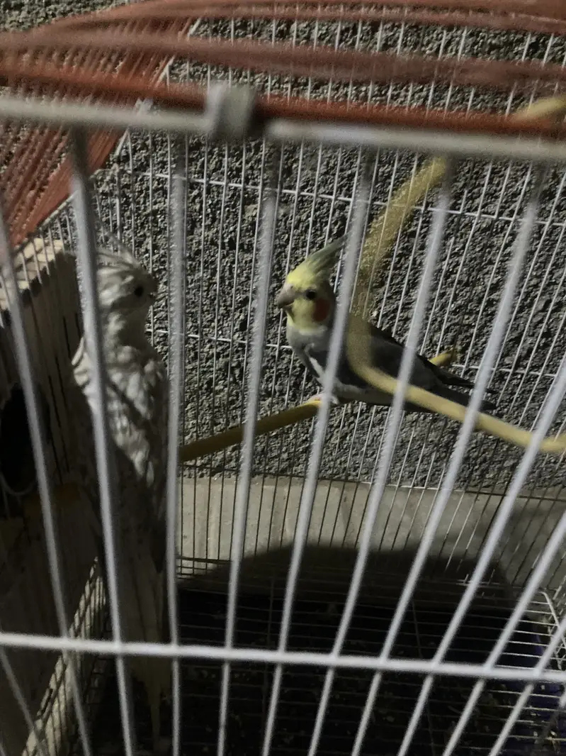 Grey male and female charcoal — photo 5
