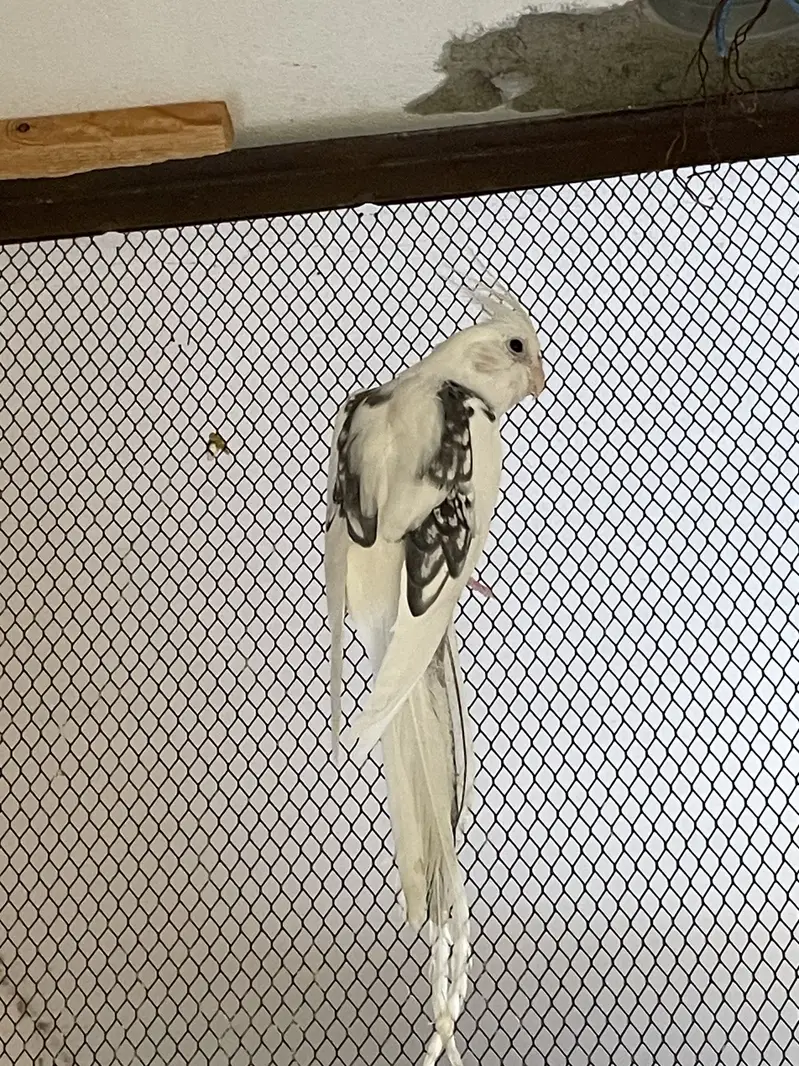 Fellow with Split Cocktail Pairs - ( Spotted/ Vpied Also Available ) — photo 2