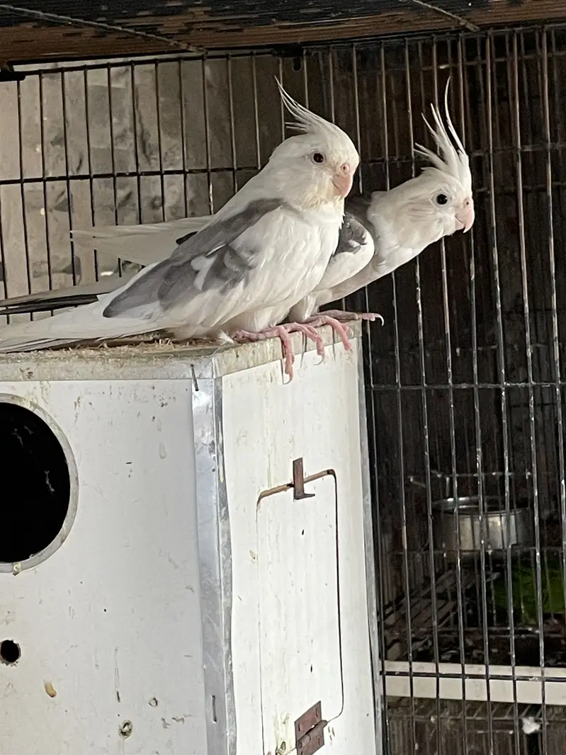 Fellow with Split Cocktail Pairs - ( Spotted/ Vpied Also Available ) — photo 4
