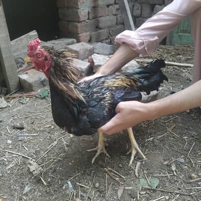 Aseel hen for sale