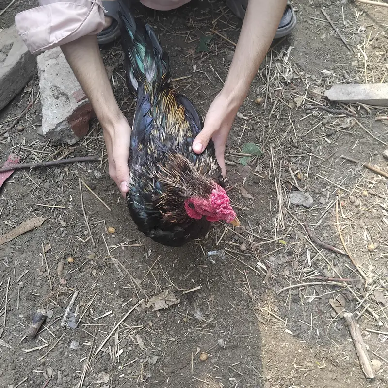 Aseel hen for sale — photo 2