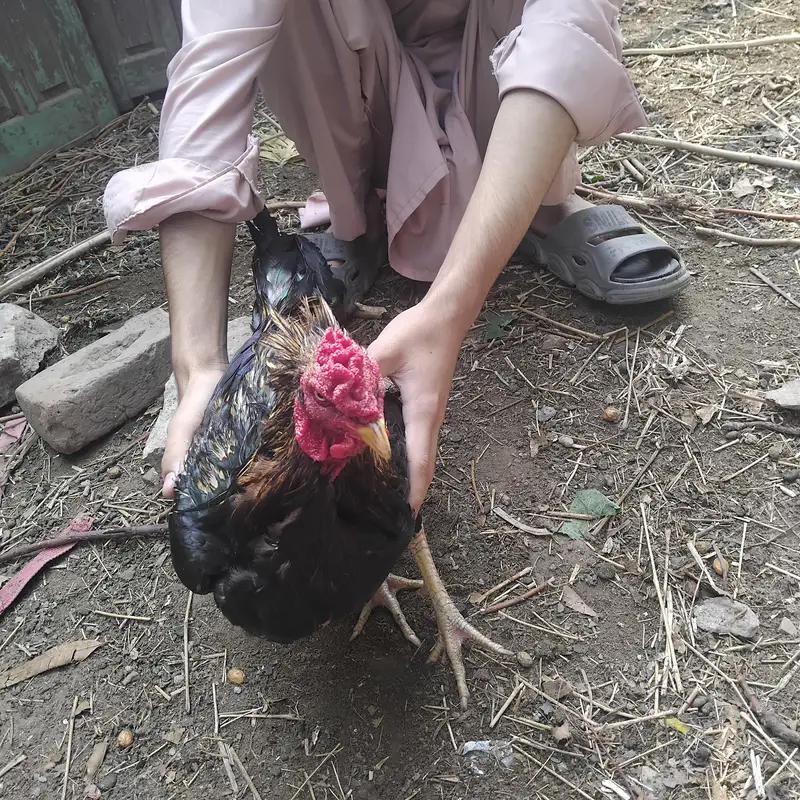 Aseel hen for sale — photo 3