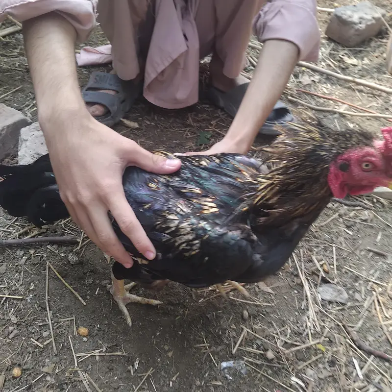 Aseel hen for sale — photo 4