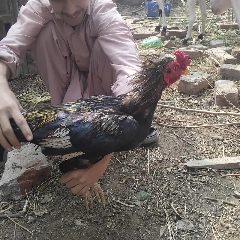 Aseel hen for sale — photo 5