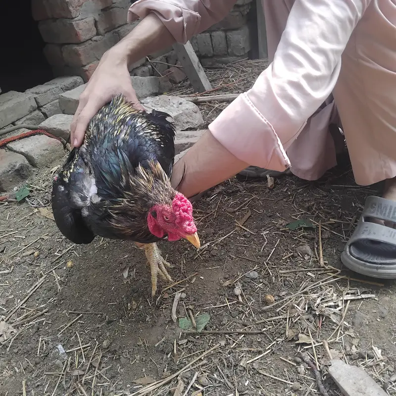Aseel hen for sale — photo 6