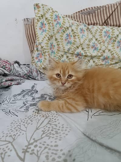 Persian Cat For Sale