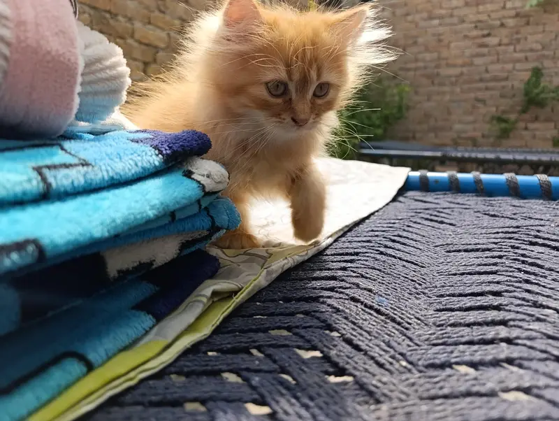 Persian Cat For Sale — photo 2