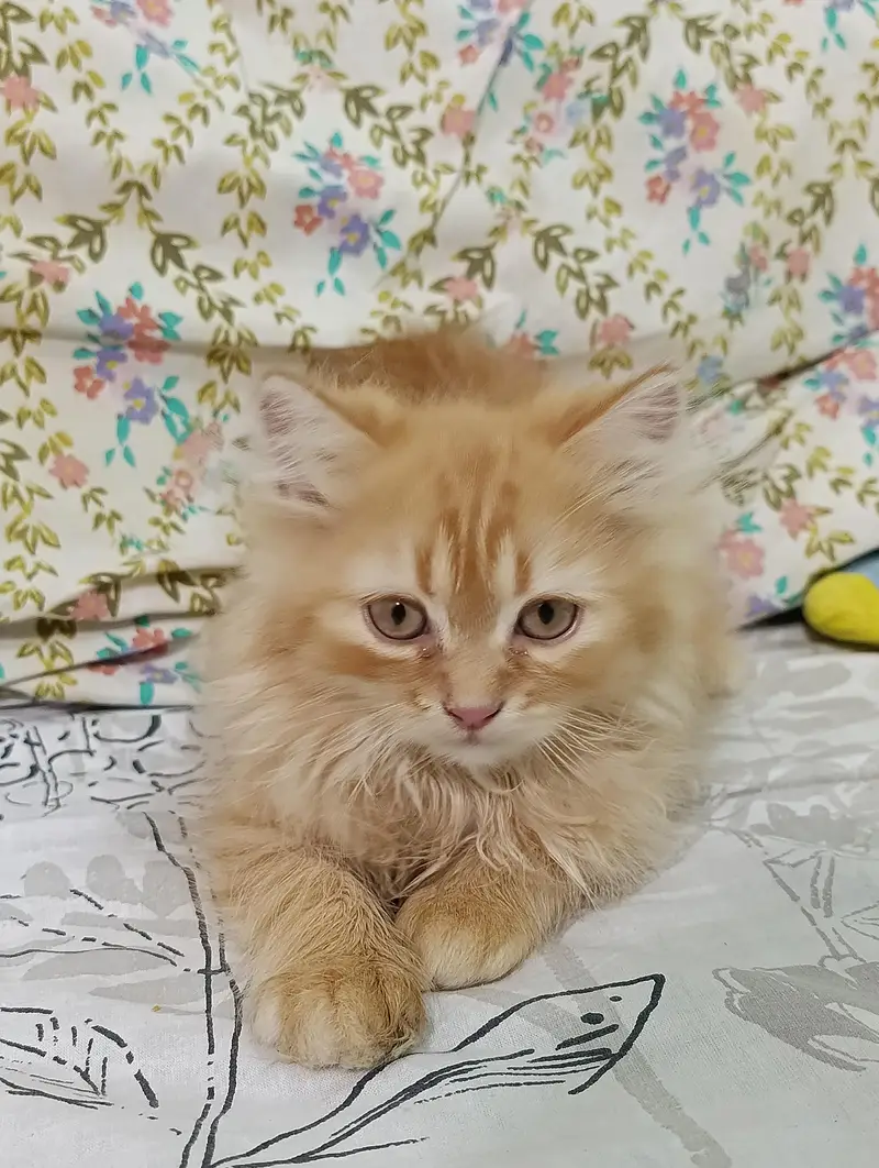 Persian Cat For Sale — photo 3