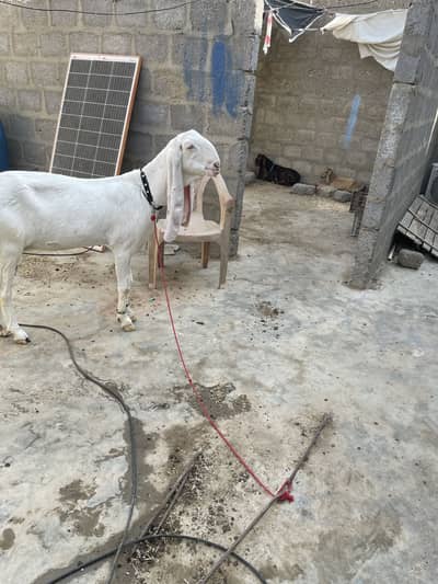 Fresh 5 dant Gulabi rajan puri bakri only whatapp 03152344578
