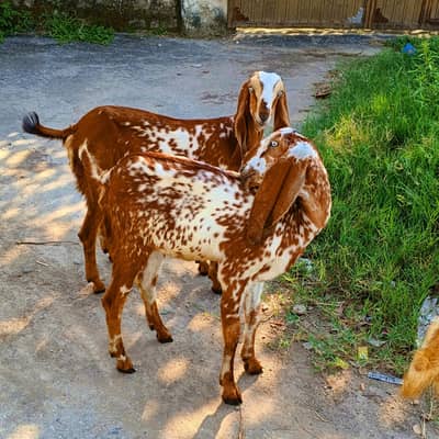 Makhi Cheeni Bakri/Goat 8 Months 45000