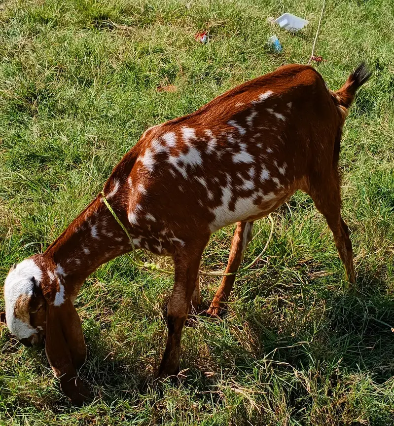 Makhi Cheeni Bakri/Goat 8 Months 45000 — photo 2