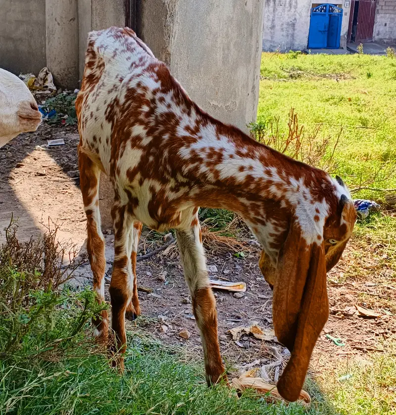 Makhi Cheeni Bakri/Goat 8 Months 45000 — photo 3