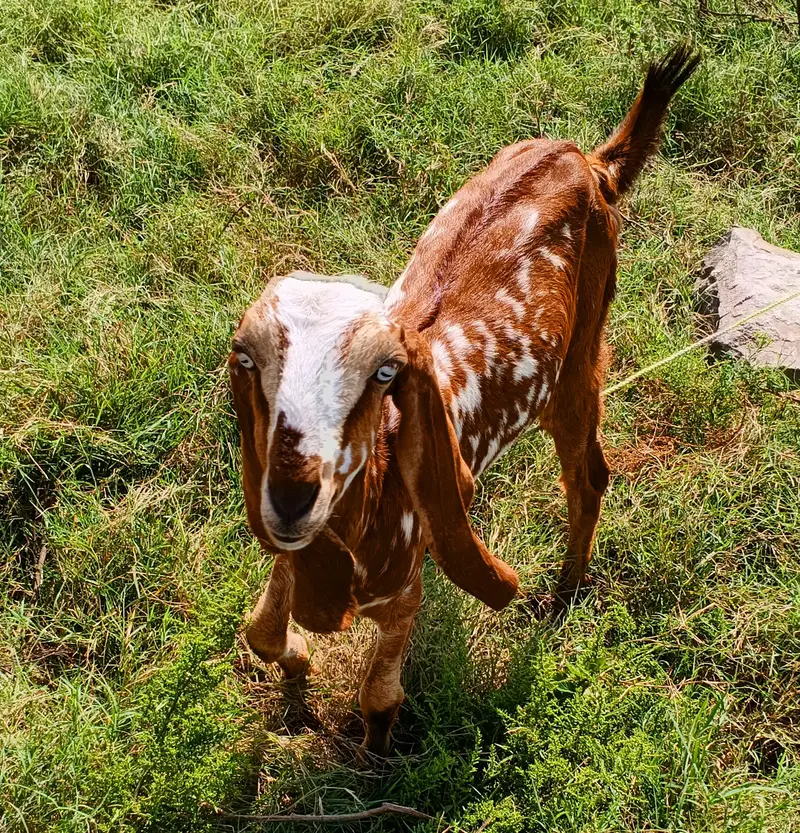 Makhi Cheeni Bakri/Goat 8 Months 45000 — photo 4
