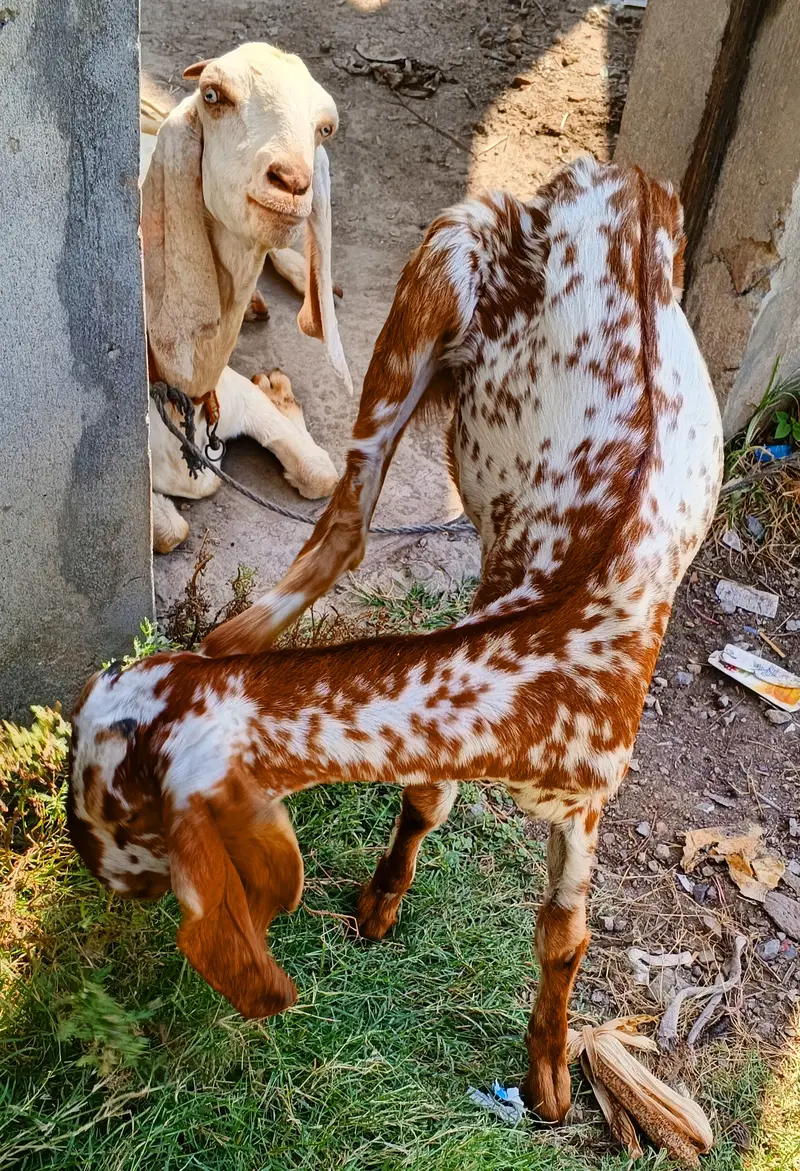 Makhi Cheeni Bakri/Goat 8 Months 45000 — photo 5