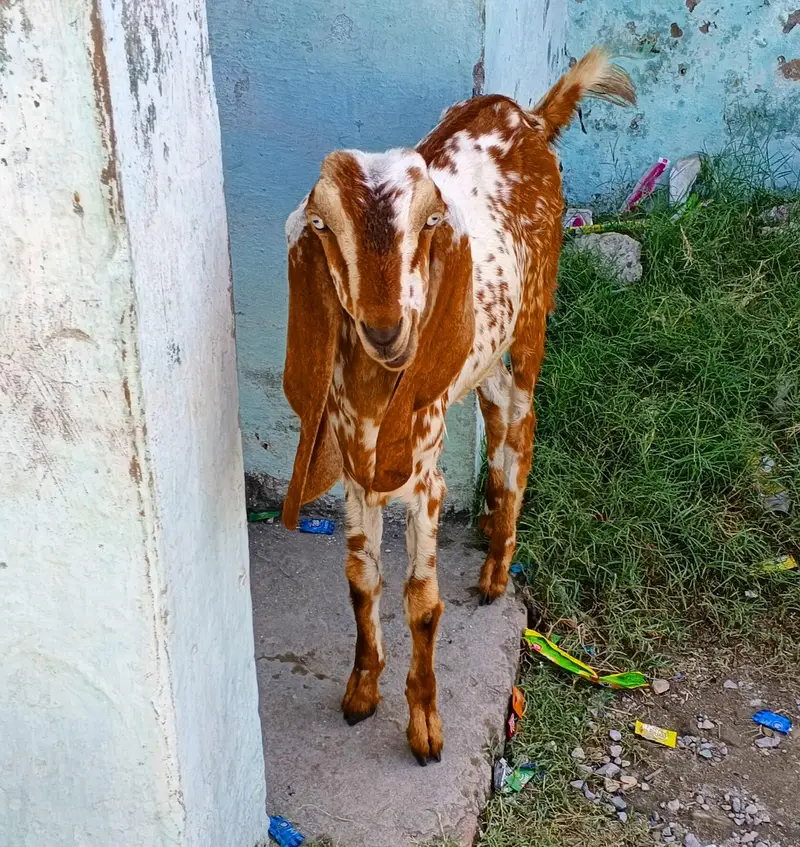 Makhi Cheeni Bakri/Goat 8 Months 45000 — photo 6