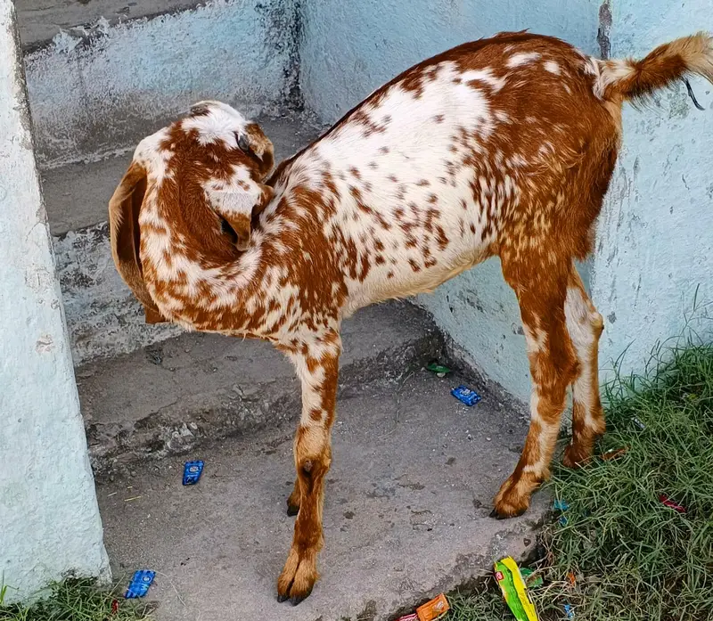 Makhi Cheeni Bakri/Goat 8 Months 45000 — photo 7