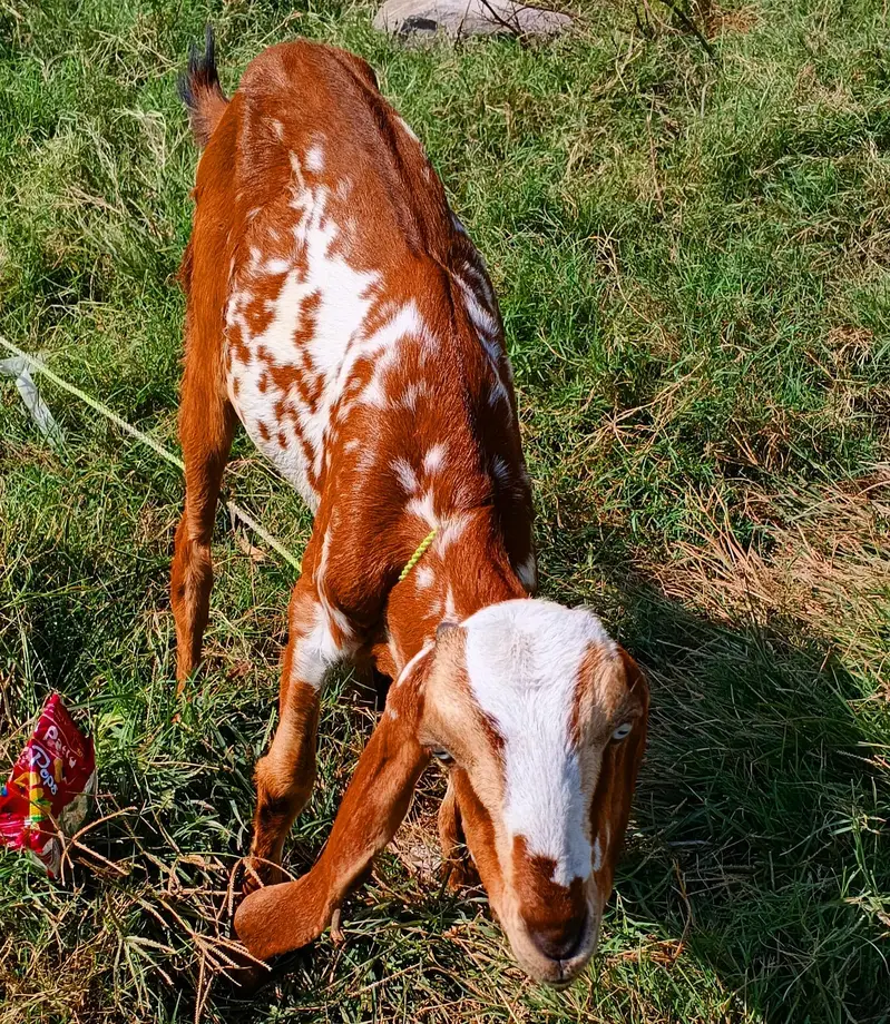 Makhi Cheeni Bakri/Goat 8 Months 45000 — photo 8
