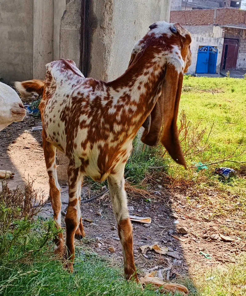 Makhi Cheeni Bakri/Goat 8 Months 45000 — photo 9
