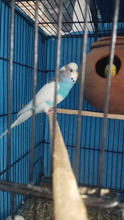 white dominant pied x green pair breader pair with eggs