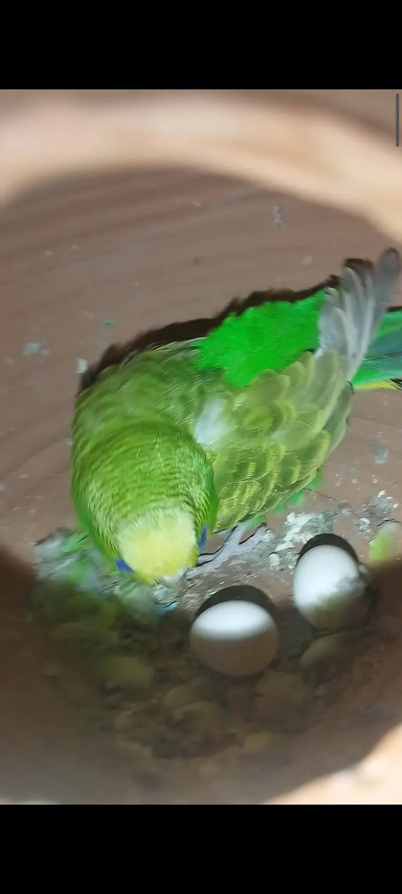 white dominant pied x green pair breader pair with eggs — photo 2