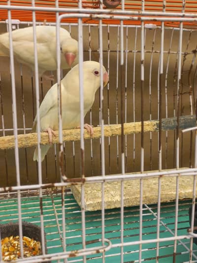 Love birds pair for sale with cage