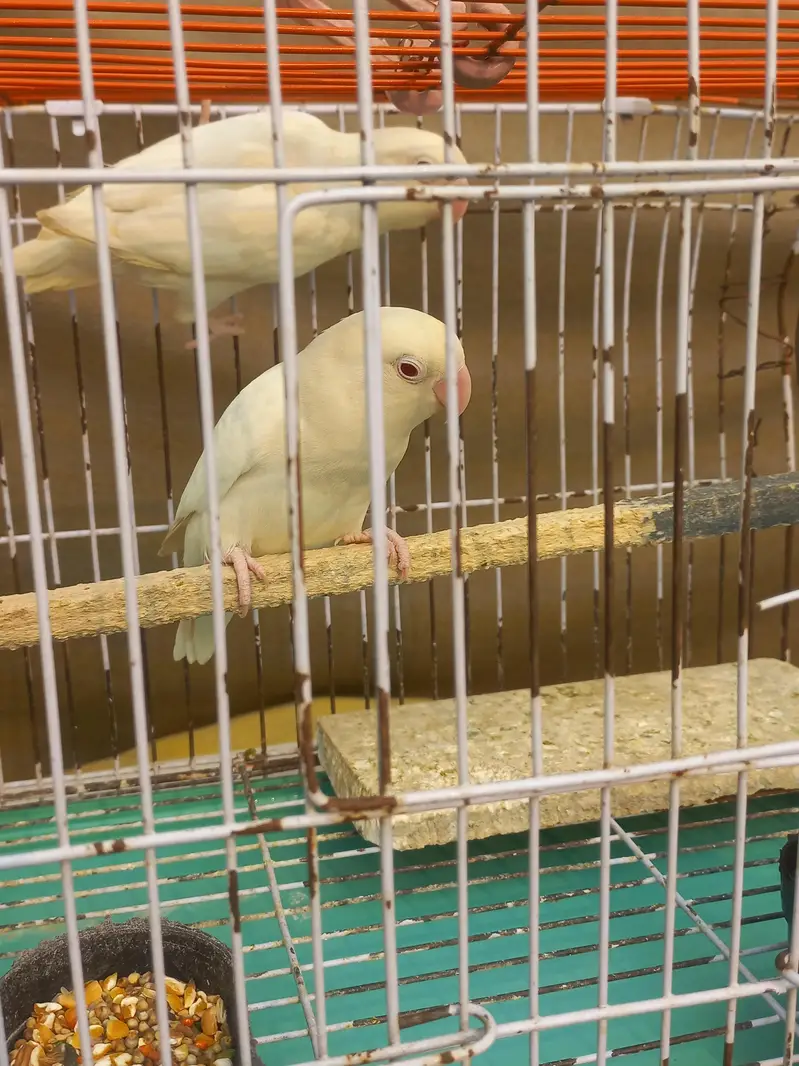 Love birds pair Red eyes for sale with cage — photo 2