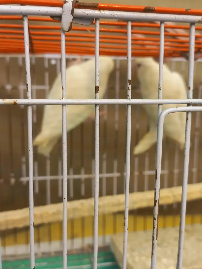 Love birds pair Red eyes for sale with cage — photo 3