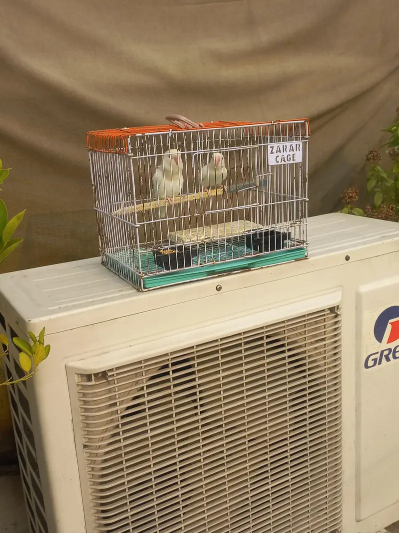 Love birds pair Red eyes for sale with cage — photo 4