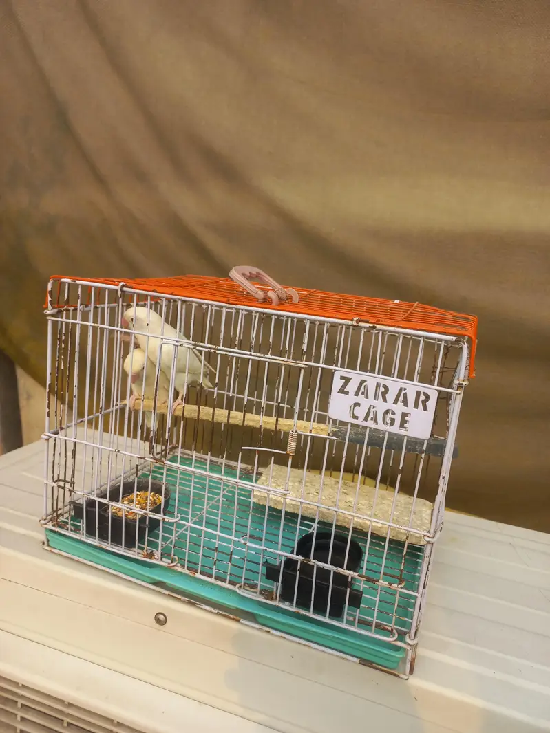 Love birds pair Red eyes for sale with cage — photo 5