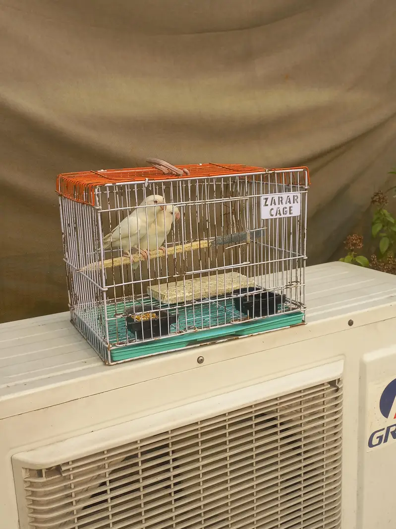 Love birds pair Red eyes for sale with cage — photo 6