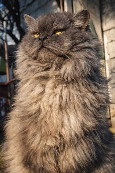 Grey male persian cat fully trained