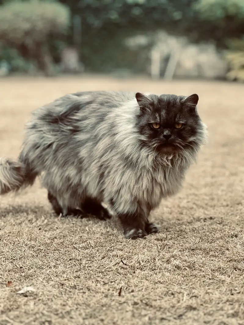 Grey male persian cat fully trained — photo 2