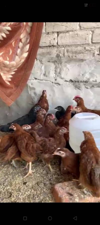RiR chicks complete vaccinated healthy active