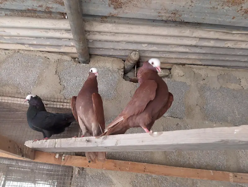 Mukhi,mokhi,mokhe,mukhe fancy kabotar,kabutar, pigeon,indian mukhi — photo 2