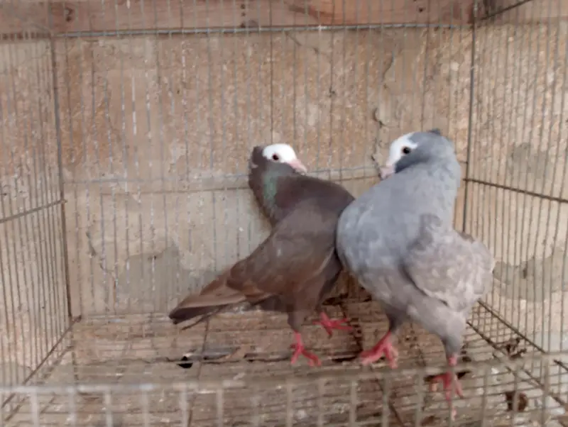 Mukhi,mokhi,mokhe,mukhe fancy kabotar,kabutar, pigeon,indian mukhi — photo 3