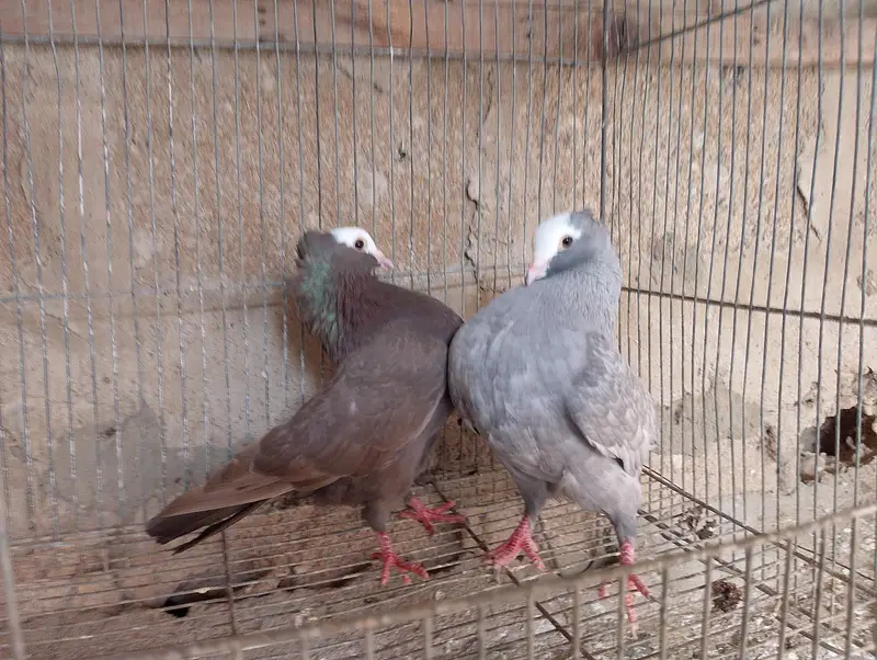Mukhi,mokhi,mokhe,mukhe fancy kabotar,kabutar, pigeon,indian mukhi — photo 4
