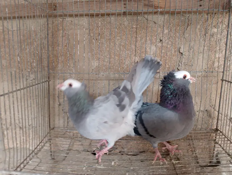 Mukhi,mokhi,mokhe,mukhe fancy kabotar,kabutar, pigeon,indian mukhi — photo 5