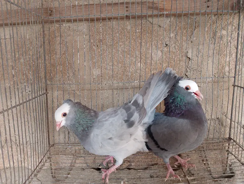 Mukhi,mokhi,mokhe,mukhe fancy kabotar,kabutar, pigeon,indian mukhi — photo 6