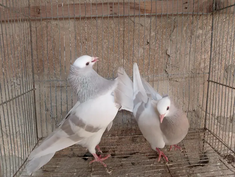 Mukhi,mokhi,mokhe,mukhe fancy kabotar,kabutar, pigeon,indian mukhi — photo 7