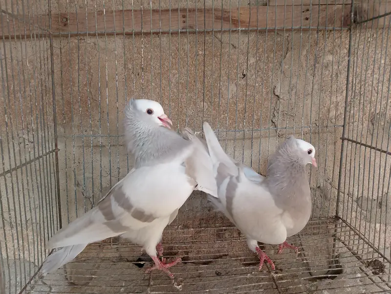 Mukhi,mokhi,mokhe,mukhe fancy kabotar,kabutar, pigeon,indian mukhi — photo 8