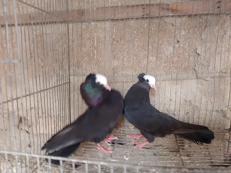Mukhi,mokhi,mokhe,mukhe fancy kabotar,kabutar, pigeon,indian mukhi — photo 9
