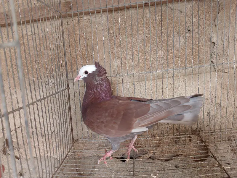 Mukhi,mokhi,mokhe,mukhe fancy kabotar,kabutar, pigeon,indian mukhi — photo 10