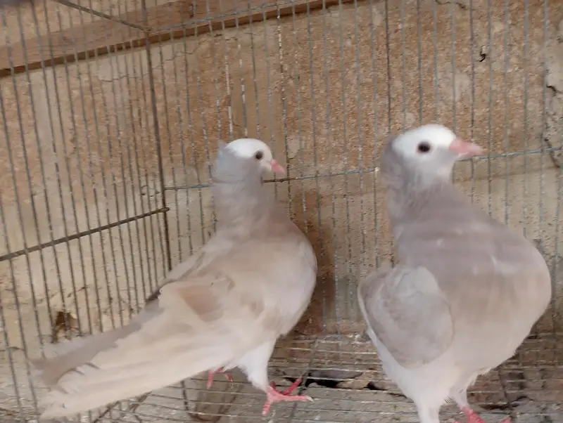 Mukhi,mokhi,mokhe,mukhe fancy kabotar,kabutar, pigeon,indian mukhi — photo 11