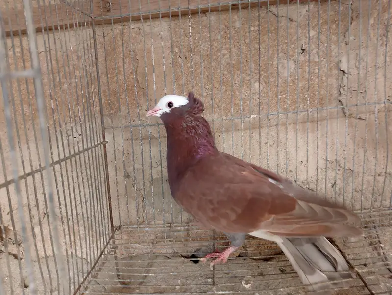 Mukhi,mokhi,mokhe,mukhe fancy kabotar,kabutar, pigeon,indian mukhi — photo 12