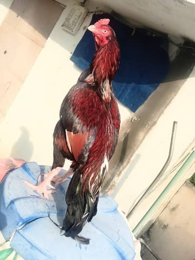 mazboot Hadi thukay howay jor 3 kg morah wazan only serious buyers