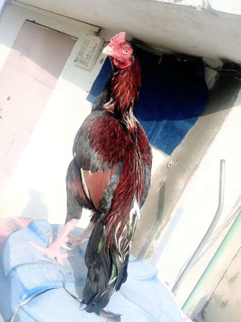 mazboot Hadi thukay howay jor 3 kg morah wazan only serious buyers — photo 2