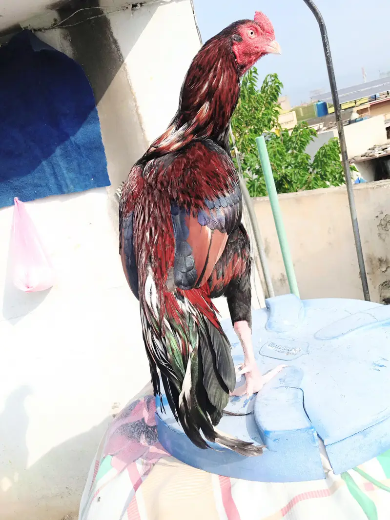 mazboot Hadi thukay howay jor 3 kg morah wazan only serious buyers — photo 3