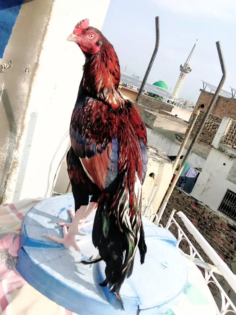 mazboot Hadi thukay howay jor 3 kg morah wazan only serious buyers — photo 4